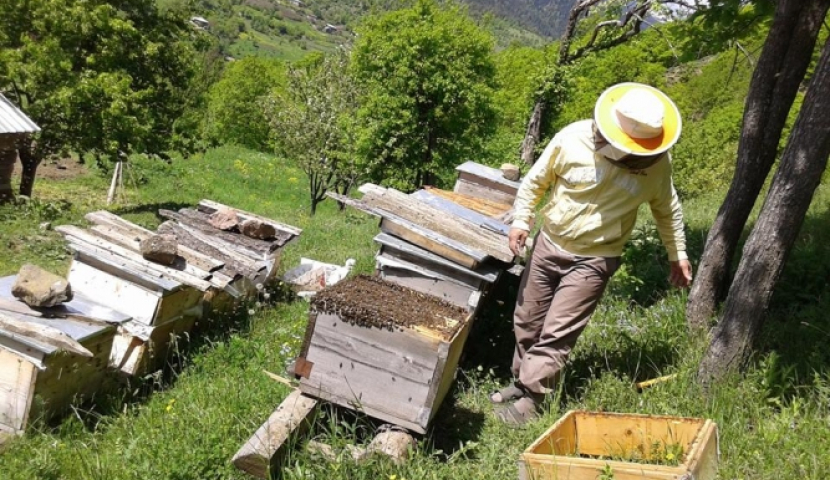 უარი რუსულ თაფლს - რატომ ვერ შესთავაზეს მეფუტკრეებმა შსს-ს ქართული პროდუქტი