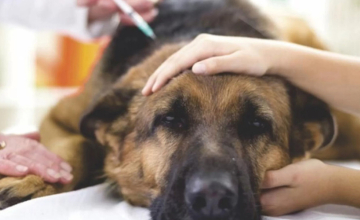 ცოფის დაავადების გამოვლენა შემცირებულია