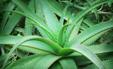 ალოეს სასარგებლო თვისებები