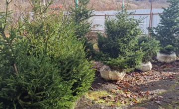 წიწვოვანი ხეების უკანონო მოპოვება-რეალიზაციის ფაქტები გამოვლინდა