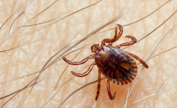 ყირიმ-კონგოს შემთხვევები ისევ იმატებს