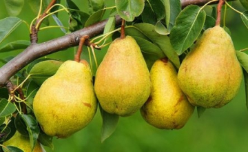 მსხლის სასარგებლო თვისებები