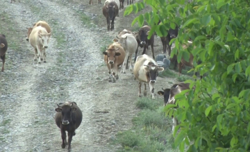 სოფელ კლდეში პირუტყვის დაავადება პიროპლაზმოზს ებრძვიან