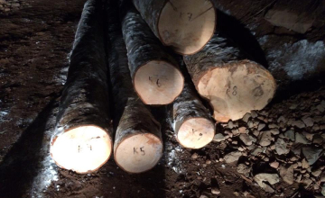 სამცხე-ჯავახეთში  ხე-ტყის უკანონოდ მოპოვების 3 ფაქტი გამოვლინდა