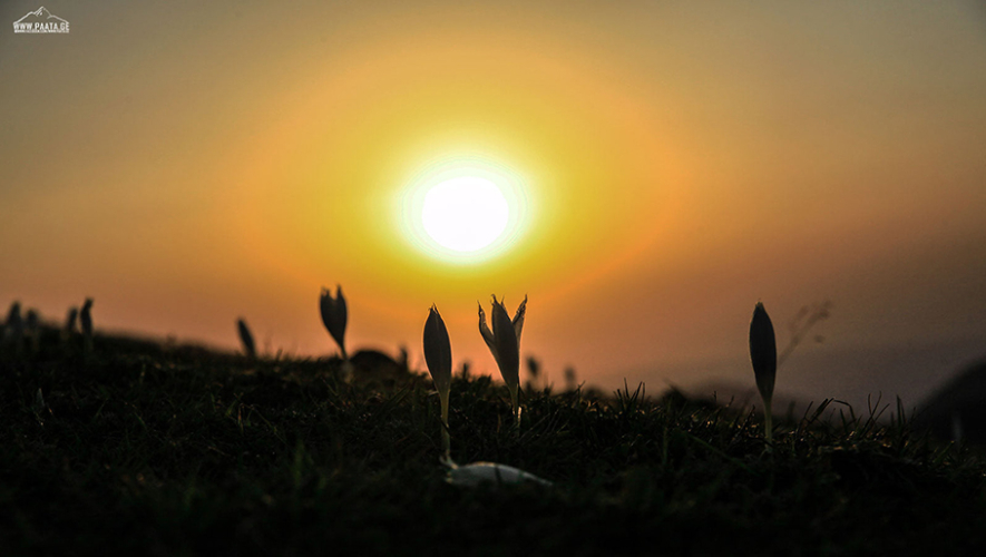 მთის ენძელები