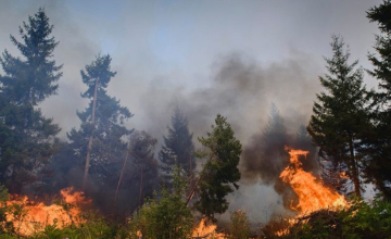 ერთი კვირის განმავლობაში, რეგიონებში ტყის ხანძრის რამდენიმე ფაქტი დაფიქსირდა - სამინისტრო