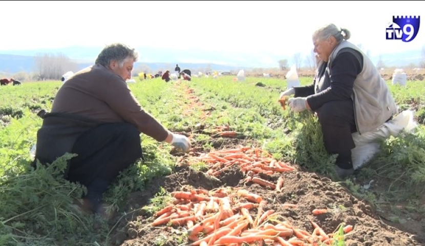 მესხი მეწარმეების გზა ევროპის ბაზრისკენ