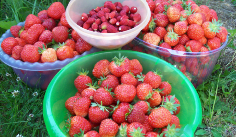 „აღებული აგროსესხი, მიტოვებული ბიზნესი" - ფერმერთა ასოციაცია