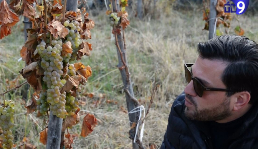 მესხური ენდემური ვაზის ჯიშების ახალი სიცოცხლე