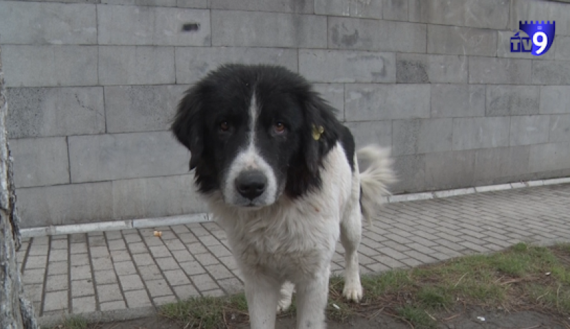 ახალქალაქის მერია უსახლკარო ძაღლებს თავშესაფარში გადაიყვანს