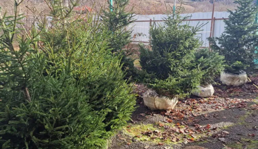 წიწვოვანი ხეების უკანონო მოპოვება-რეალიზაციის ფაქტები გამოვლინდა