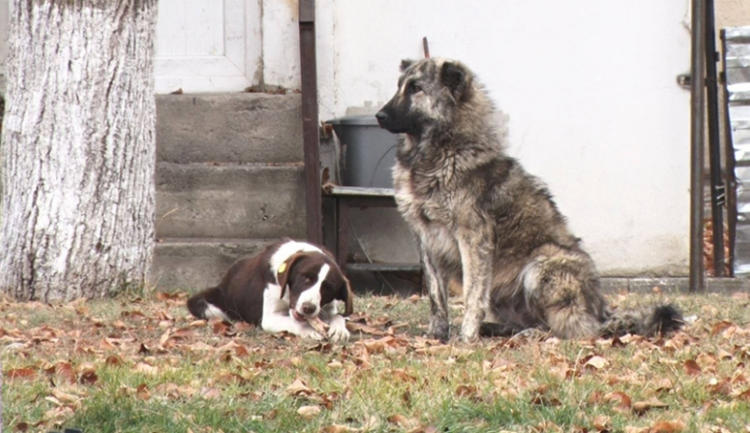 რაბათში, ძაღლმა დედა-შვილი დაკბინა