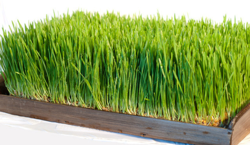 როდის უნდა დავთესოთ სააღდგომო ჯეჯილი?