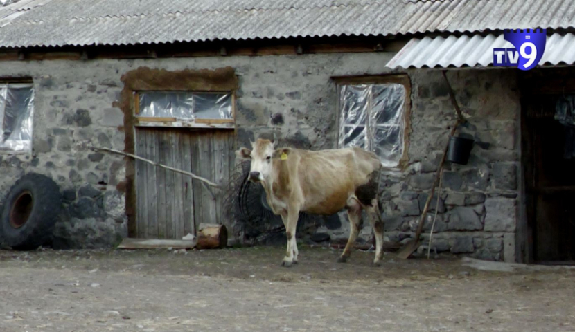 გვაფრთხილებენ, რომ ტკიპა ხელთათმანის გარეშე არ მოვაცილოთ - ყირიმ-კონგოს შემთხვევები ასპინძაში