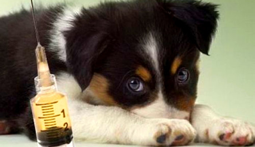 სამცხე-ჯავახეთში ცხოველების უფასო ვაქცინაცია ჩატარდება