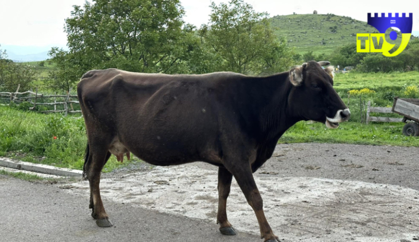 სოფელ ორგორაში ბრუცელოზი 15 პირუტყვს დაუდასტურდა