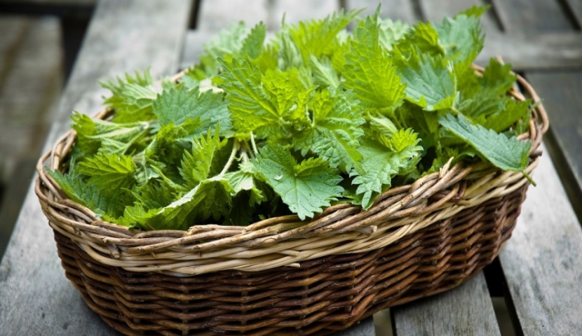 ჭინჭრის წვენი ჰემოგლობინის ასამაღლებლად