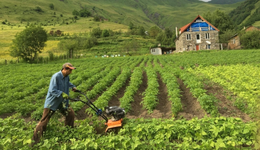 გერმანიაში სეზონურ სამუშაოებზე ვაკანსიების რაოდენობა გაათმაგდა