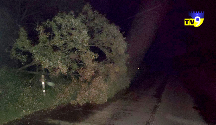 ვალის გზაზე ქარმა ხე მოგლიჯა, გათიშულია ელექტროენერგია