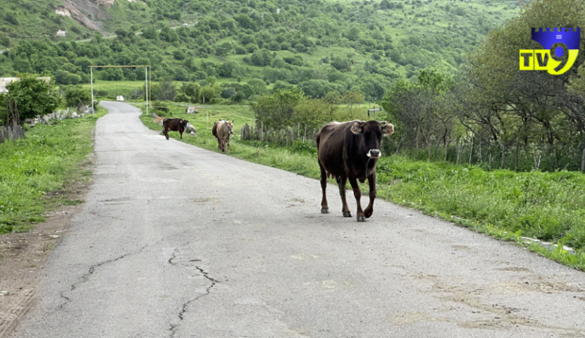 Սամցխե-Ջավախեթիում 12 մարդու մոտ բրուցելոզ է հաստատվել 