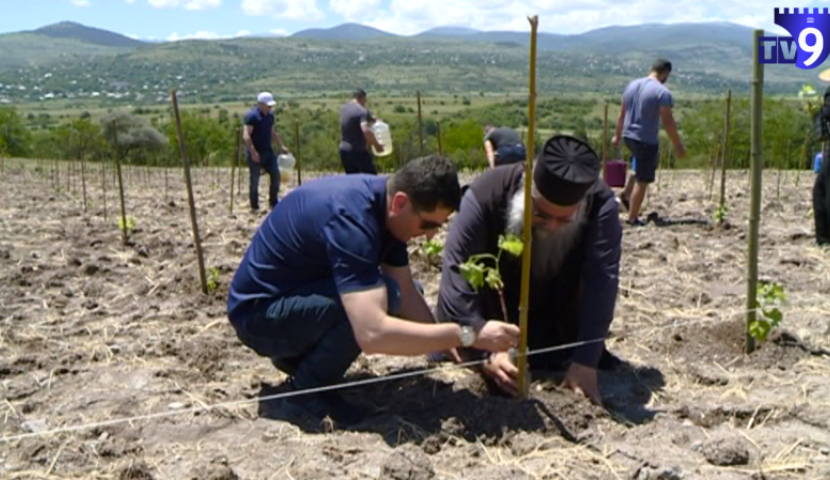 ადიგენში 3 300 ძირი მესხური ვაზის ჯიშები დარგეს