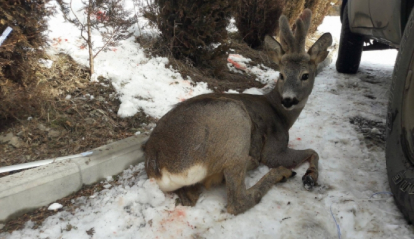 ბორჯომ-ხარაგაულის ეროვნული პარკში, ბრაკონიერებმა შველი დაჭრეს
