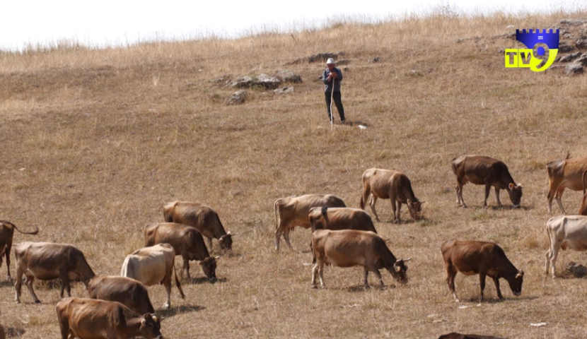 როგორ ვრცელდება ბრუცელოზი