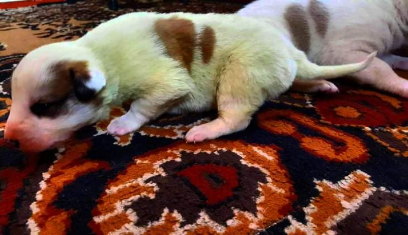 მწვანე ლეკვში 10 000 ლარი შემომთავაზეს - "გრინჩის" შეძენა უცხოელებს სურთ