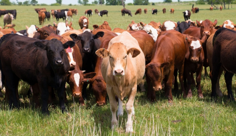 ასპინძის სოფელ ზველში ბრუცელოზი დადასტურდა