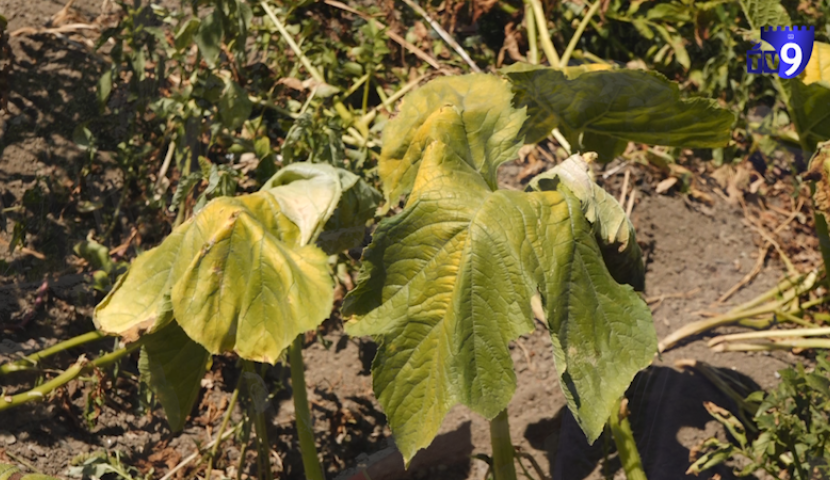 ახალციხის სოფლებში სასმელი და სარწყავი წყლის პრობლემებზე ჩივიან