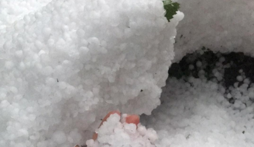 ნიჯგორი კიდევ დაისეტყვა