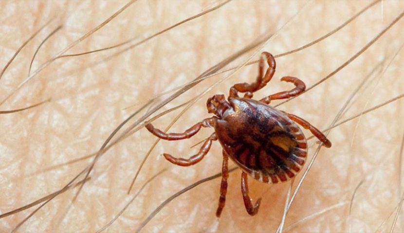 ყირიმ-კონგოს შემთხვევები ისევ იმატებს