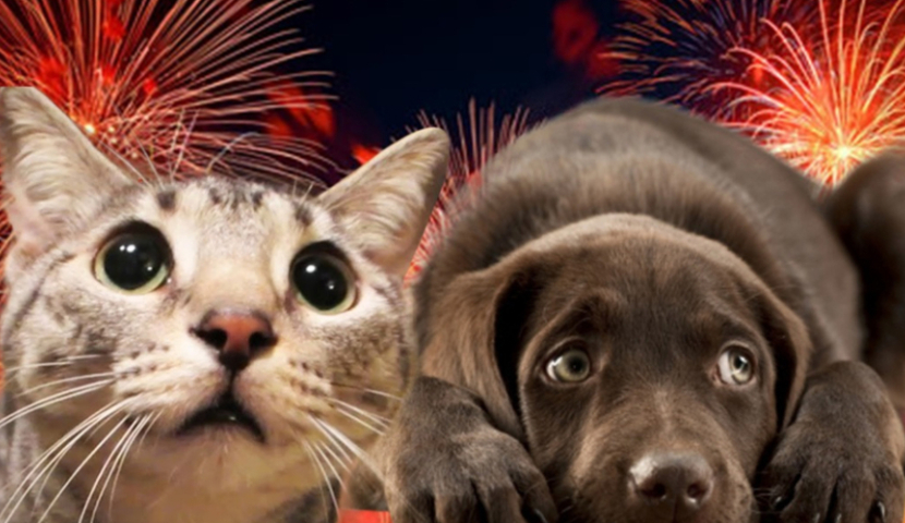 ბოლო ხუთ თვეში, ახალციხეში ცხოველთა დაკბენის 187  შემთხვევა გამოვლინდა