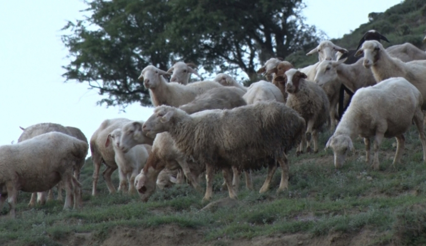 სოფელ ფერსაში ფერმერს 145 სული ცხვარი დაეხოცა