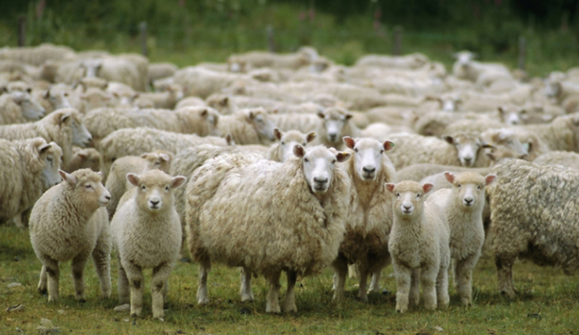 ცხვრისა და თხის ფასი 100 ლარით გაძვირდა