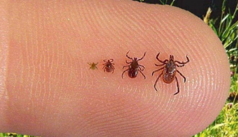 სამცხე-ჯავახეთში ყირიმ-კონგოს შემთხვევები 21-მდე გაიზარდა