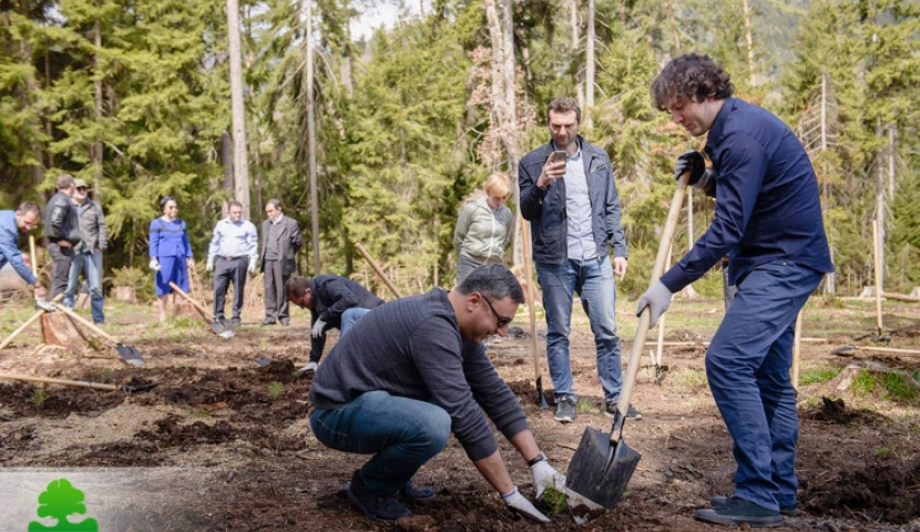 ბორჯომში, მთავრობისა და მედიის წარმომადგენლები გამწვანების აქციაშე ჩაერთვნენ