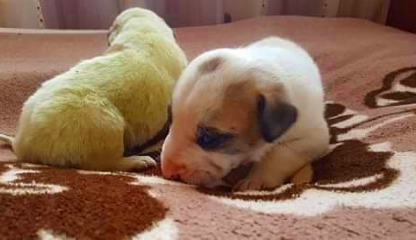 Ախալցիխեում անսովոր շնիկն էլ ավելի է կանաչում