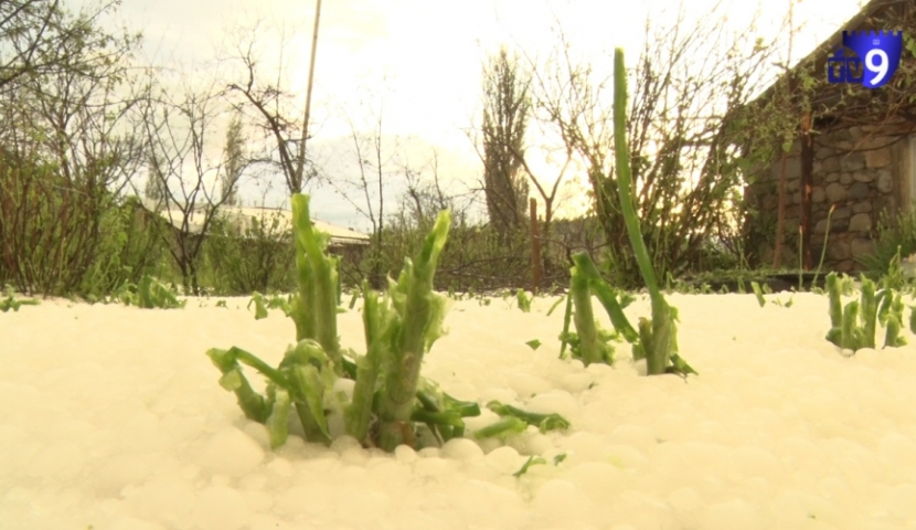 განადგურებული მოსავალი და უარი ზარალის ანაზღაურებაზე