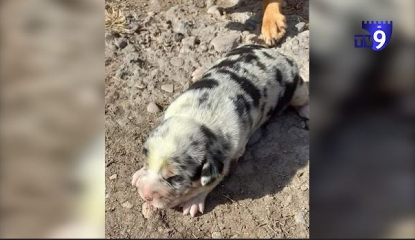 Յուրահատուկ դեպք - Ախալցիխեում երկրորդ կանաչ շնիկն է ծնվել