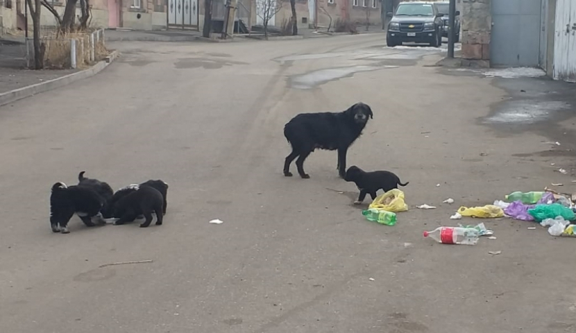 „ძაღლმა ვინმე უნდა დაგლიჯოს, რომ ყურადღება მოგვაქციონ?“ - ახალციხეში მიუსაფარი ცხოველების სიმრავლეზე ჩივიან (ვიდეო)