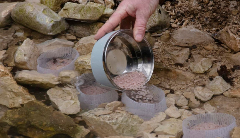 მდინარე ურაველი წითელ ნუსხის სახეობის კალმახის ქვირითით გათევზიანდა