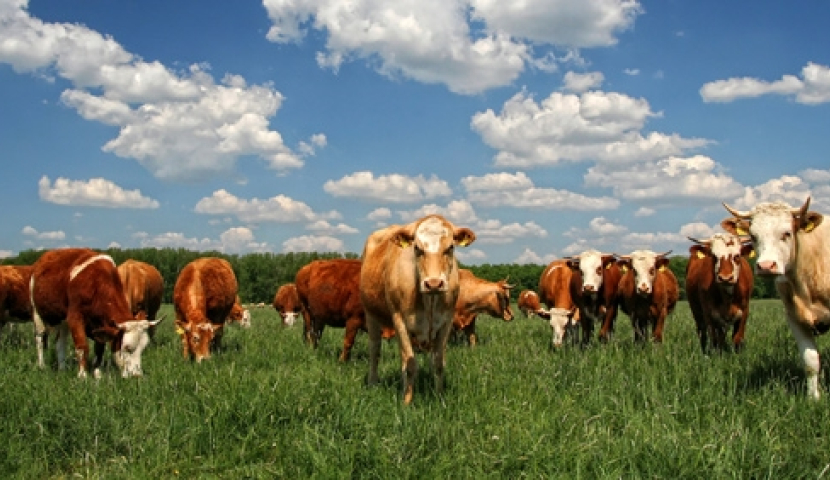 ბრუცელოზის დაავადება დღეს სოფელ გურკელში 4 ძროხას დაუდგინდა 