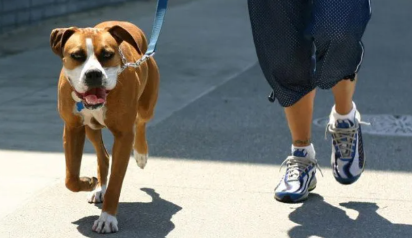 ცხოველის გასეირნების შესახებ კანონზე პარლამენტი დღეს იმსჯელებს