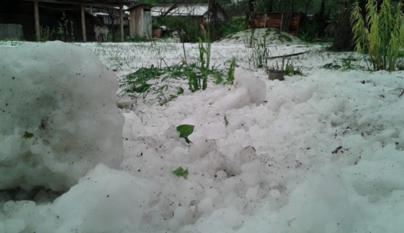 დასეტყვილი ხეოთი [Photo]