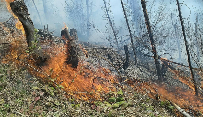სოფელ შოყასთან ხანძარი ლოკალიზებულია