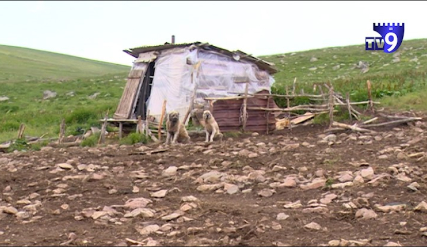 "შეაგინა და დანისკენ წაიღო ხელი" - მწყემსების დაპირისპირება ასპინძაში