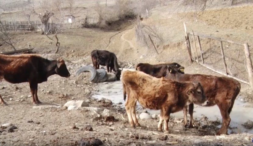 საქონელს ბრუცელოზზე ანალიზი სოფელ გურკელშიც აუღეს
