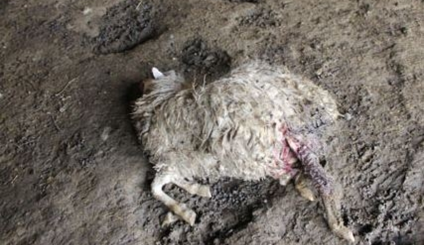 ზველში მგელმა ცხვრები დაგლიჯა