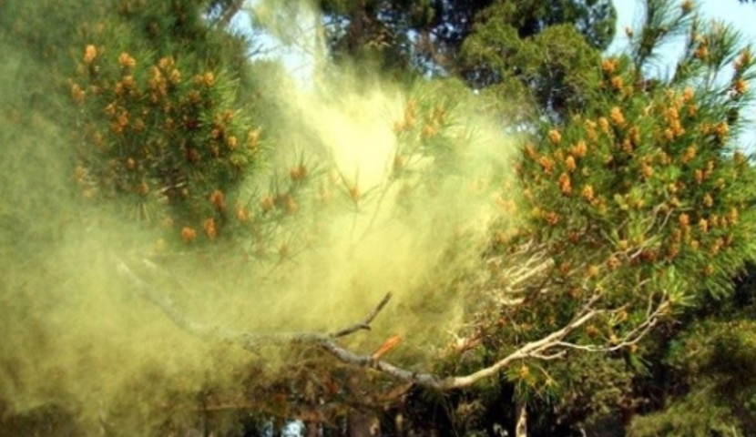 სასარგებლო მტვერი